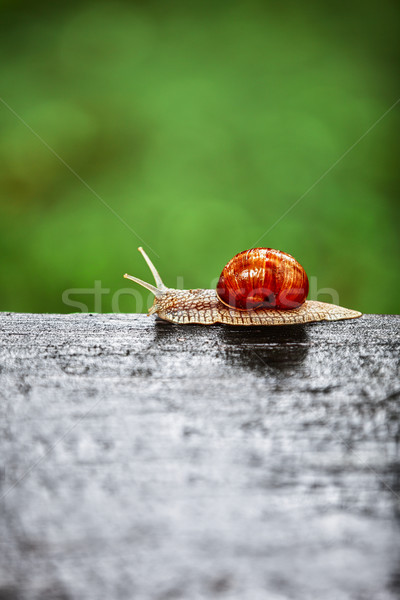 Snail crawling Stock photo © pzaxe