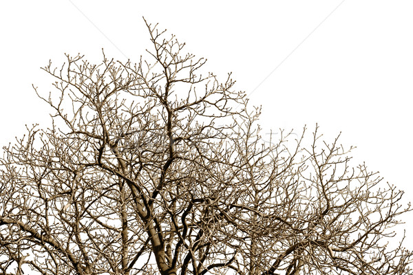 Desfolhada árvore sem nuvens céu muitos Foto stock © pzaxe