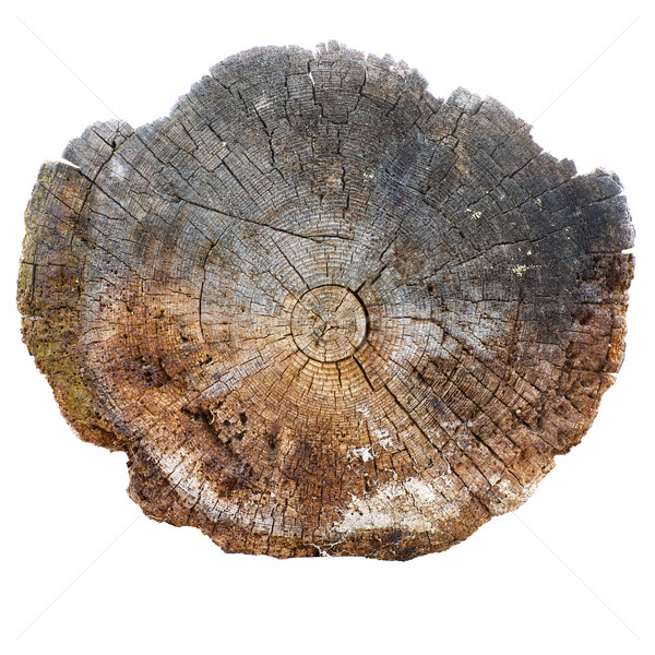 Cortar velho árvore floresta natureza atravessar Foto stock © pzaxe