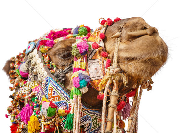 Decorated camel head isolated on white background Stock photo © pzaxe