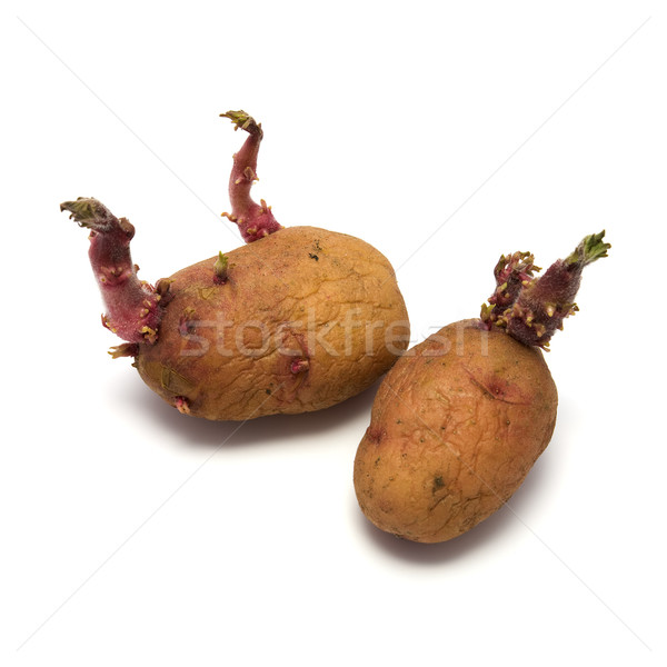 Seed potato Stock photo © pzaxe