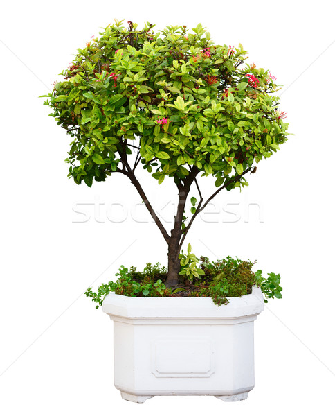 Bonsai copac pitic oală izolat Imagine de stoc © pzaxe