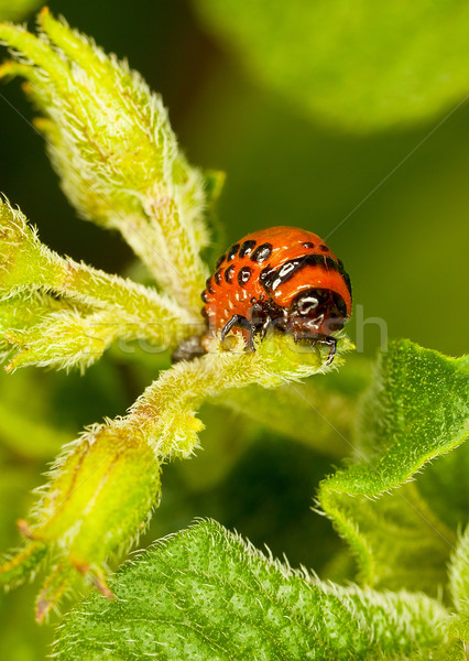 Red larva Colorado beetle eats leaves. Stock photo © pzaxe