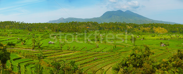 Landscape with rice fields and Agung volcano. Indonesia, Bali Stock photo © pzaxe