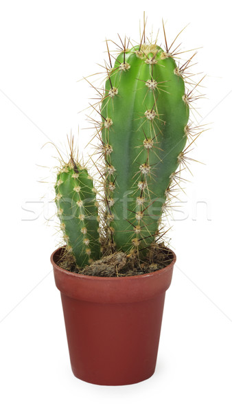 Two small cactus in pot Stock photo © pzaxe