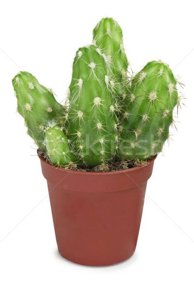 Group of cacti in small pot isolated on white Stock photo © pzaxe