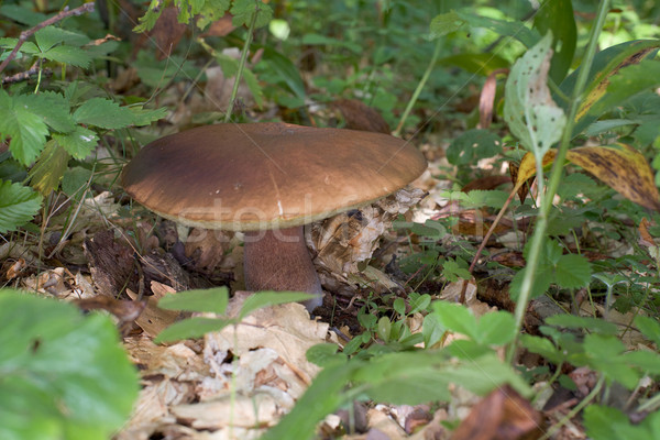 Comestível cogumelo grande madeira comida grama Foto stock © pzaxe