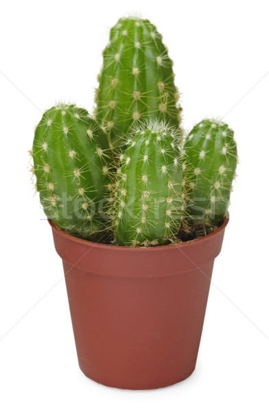 Family of small cacti growing in pot on white Stock photo © pzaxe
