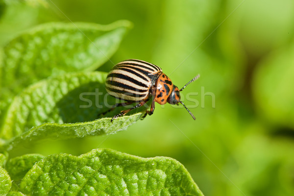 Colorado beetle intends to fly from potato leaf Stock photo © pzaxe