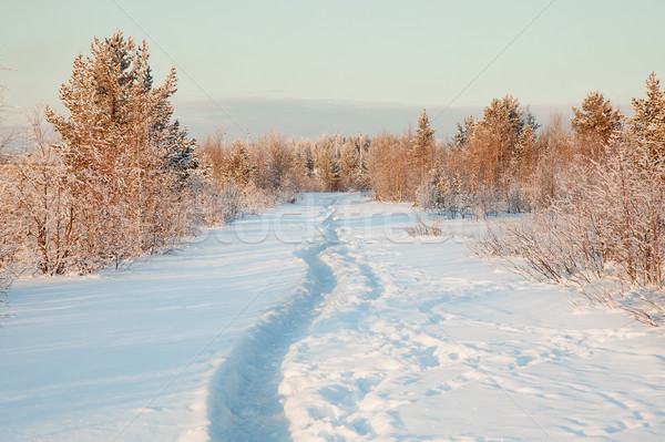 Beautiful winter landscape with snow Stock photo © pzaxe