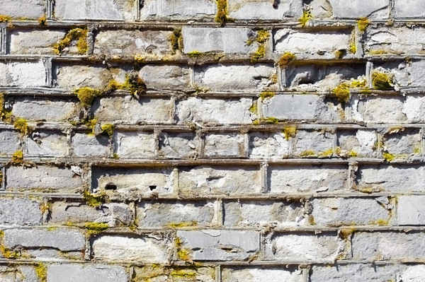 Wall covered with moss with decayed bricks Stock photo © pzaxe