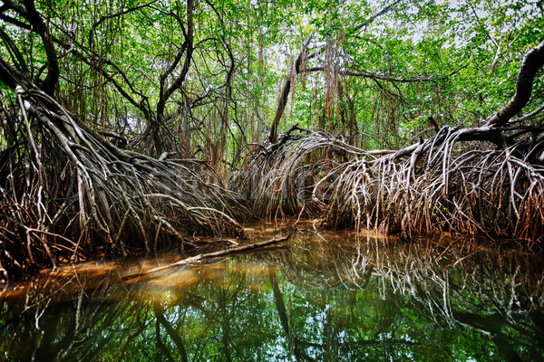 Mangroves in the delta of the tropical river. Sri Lanka Stock photo © pzaxe