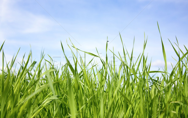 Groen gras zwarte vliegen groene zomer gras Stockfoto © pzaxe