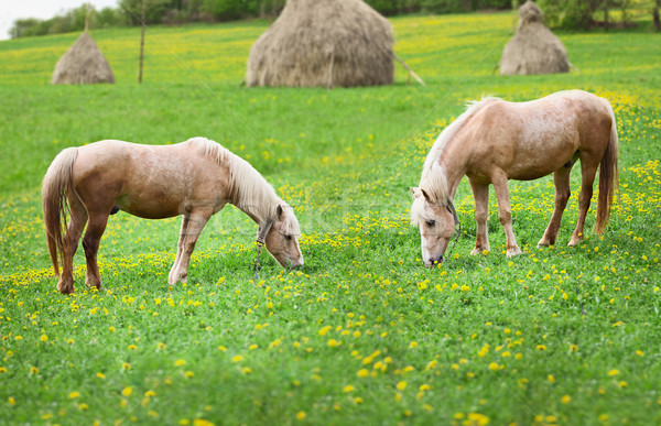 Deux chevaux prairie alimentaire herbe [[stock_photo]] © pzaxe