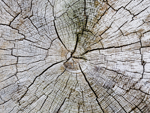 Kesmek eski ağaç ahşap orman doğa Stok fotoğraf © pzaxe