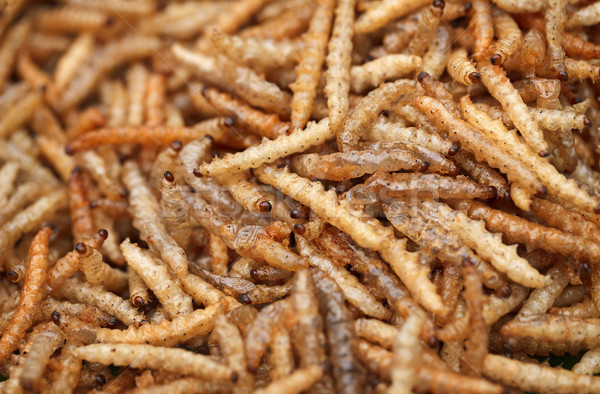 Fried edible larvae close-up Stock photo © pzaxe