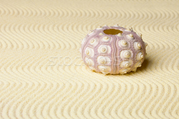 Calcareous skeleton of sea urchin on sand Stock photo © pzaxe