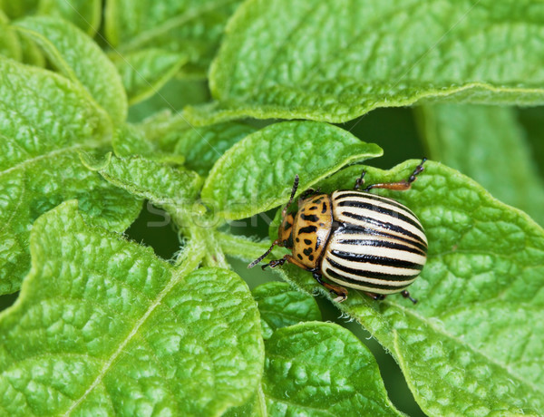 Colorado bug on potato leaves Stock photo © pzaxe