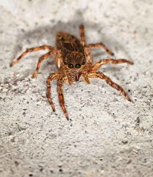 Close up of small brown spider Salticidae Stock photo © pzaxe