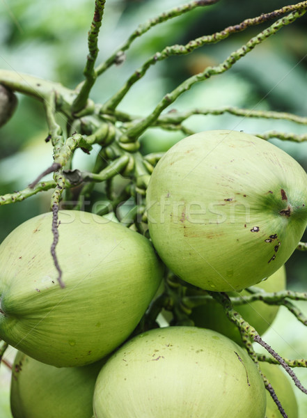 Fruits of the coconut palm trees - big nuts Stock photo © pzaxe