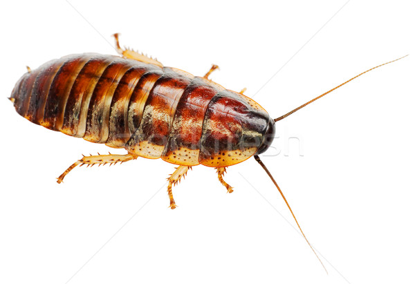 African big cockroach Stock photo © pzaxe