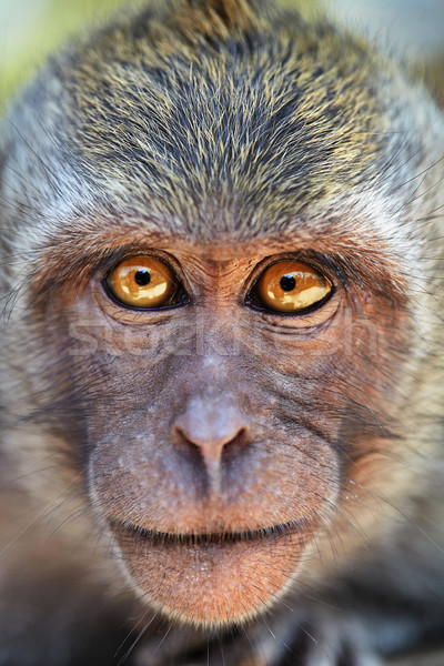 Retrato curioso macaco brilhante olhos olhando Foto stock © pzaxe