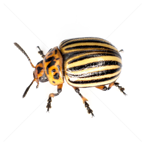 Colorado escarabajo naranja negro pie agricultura Foto stock © pzaxe