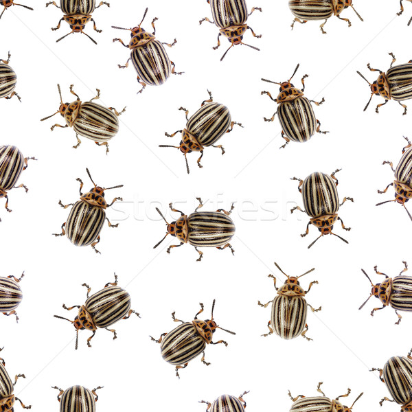 Seamless texture - Colorado beetle on a white Stock photo © pzaxe