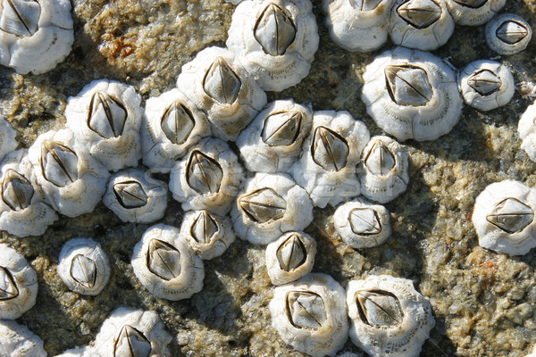 Animales marinos superficie rock mar piedra patrón Foto stock © pzaxe