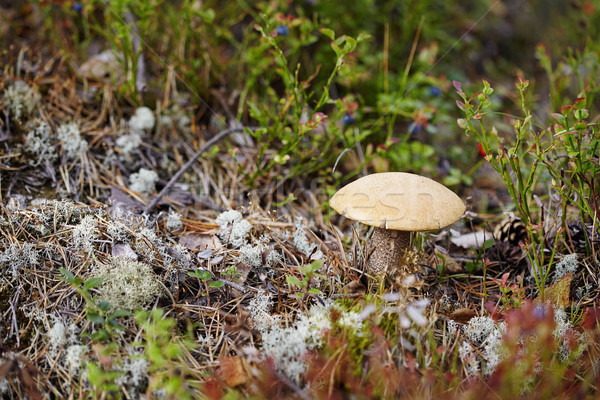 Mushroom among moss and lichen Stock photo © pzaxe