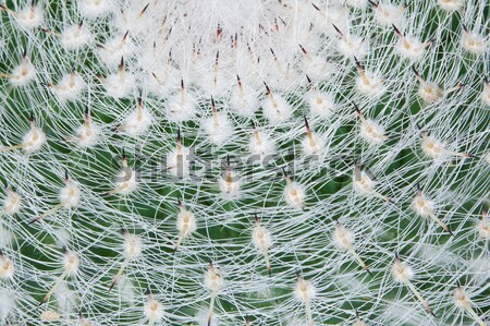 Top of large cactus with sharp spines Stock photo © pzaxe
