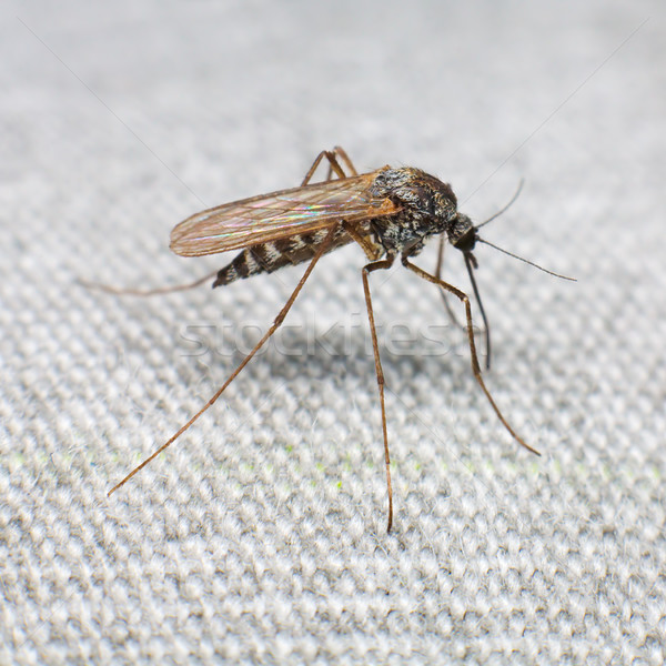 Foto stock: Mosquito · morder · cabelo · feminino · animal · inseto