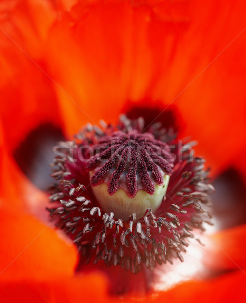 Close up of a vivid red poppy stamen Stock photo © pzaxe