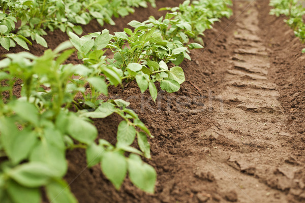 Stockfoto: Groeiend