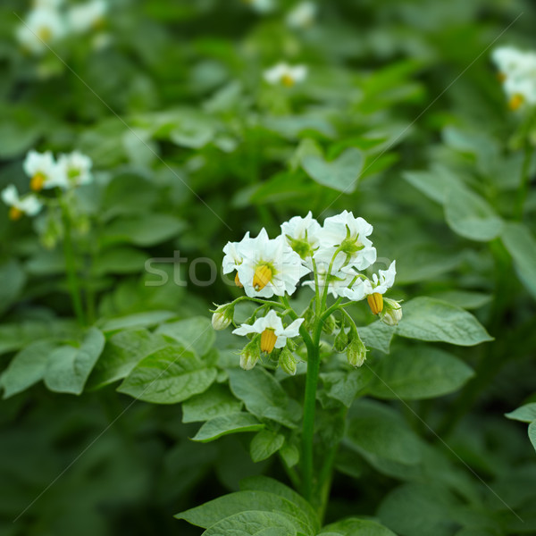 Close up of potato plant flowers Stock photo © pzaxe