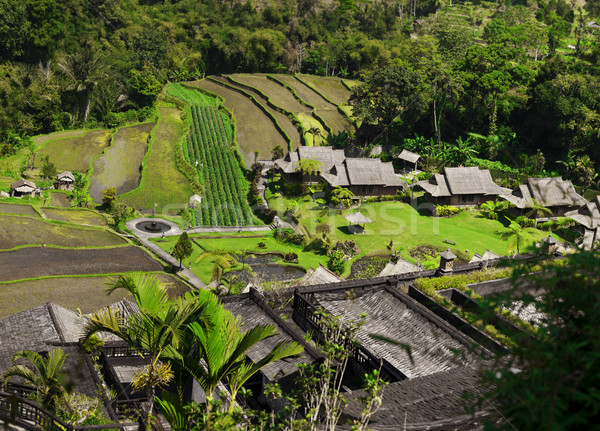 Asia. View of the rice plantations Stock photo © pzaxe