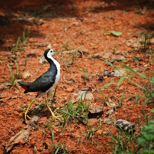 Stock photo: White Breasted Waterhen