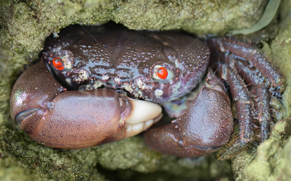 Red-eyed reef crab - Eriphia ferox Stock photo © pzaxe