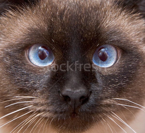 Gato siamês olhos azuis olho fundo Foto stock © pzaxe