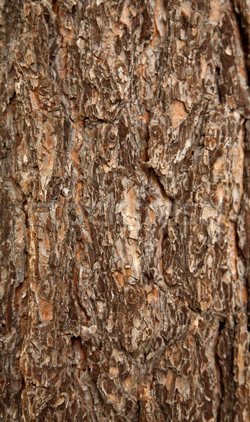 Surface of a pine bark Stock photo © pzaxe
