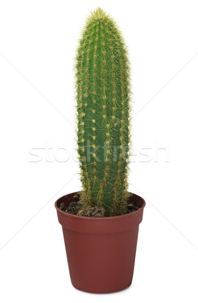 Stock photo: Long cactus in a pot