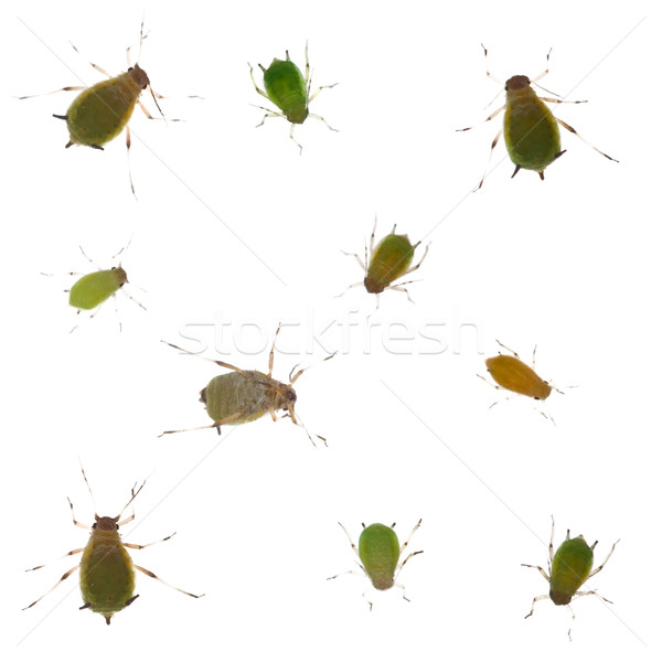 Group of green aphids on white background Stock photo © pzaxe