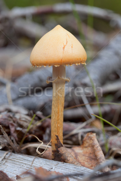 Orange small mushroom in summer wood Stock photo © pzaxe