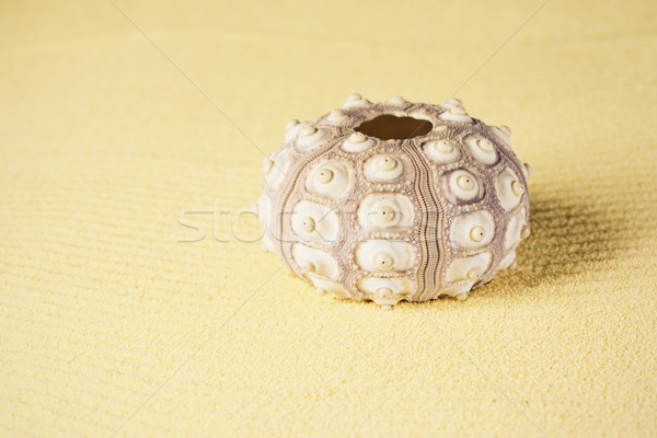 Exoskeleton of sea urchin on sand Stock photo © pzaxe