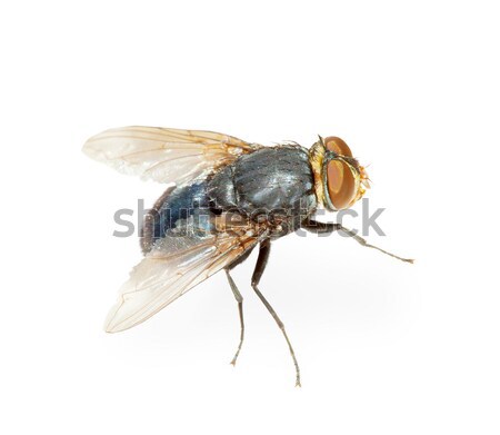 Foto stock: Volar · infección · aislado · blanco · naturaleza · casa