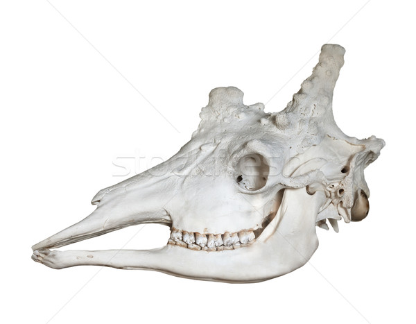Skull of giraffe isolated on white Stock photo © pzaxe