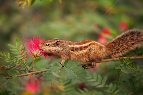 Closeup Shot of a Palm Squirrel in India Stock photo © pzaxe