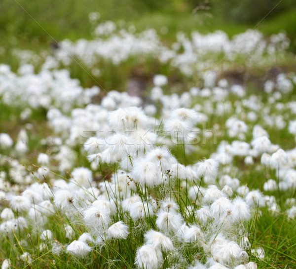 Kuzey bitki örtüsü çiçek doğa arka plan alan Stok fotoğraf © pzaxe