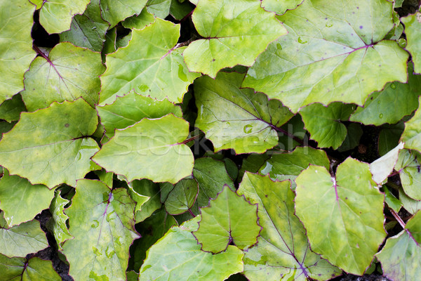 Stock photo: Coltsfoot texture