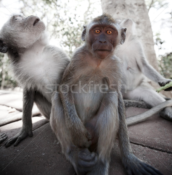 Frightened young monkey - crab-eating macaque Stock photo © pzaxe